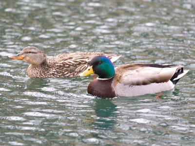 Soon afterward, a family arrived with a loaf of bread.