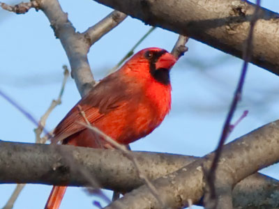 A male cardinal at sunset is a good way to end the month.