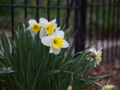 Yellow, white and green on Green Street.