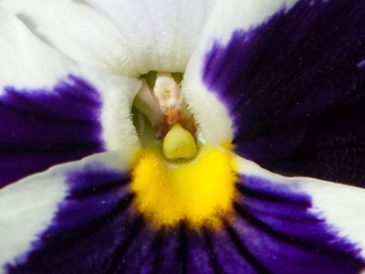 I don`t take flowers like this very seriously.