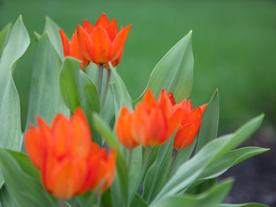 Once again this year, I`m too busy to enjoy springtime.