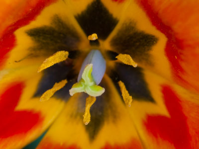 From here it looks like a tulip.