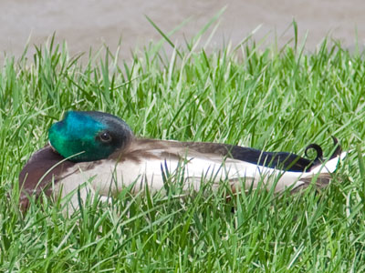 Not really sleeping.