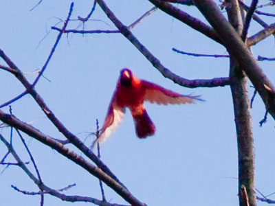 Who wants to see a cardinal sitting still?