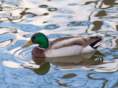 The smudges of color were deliberate.