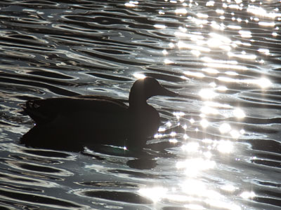 The sparkles were deliberate.