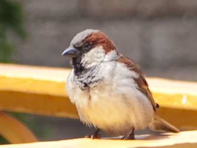 Birds are a cheep way to get a photo.