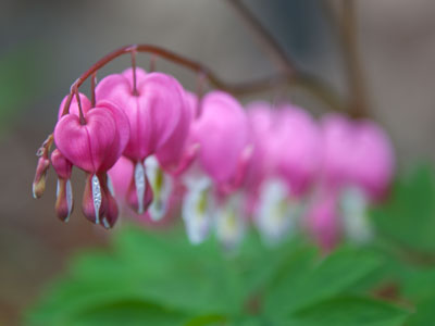 Bleeding hearts, Dutchman`s breeches, lyre flower or lady-in-a-bath.