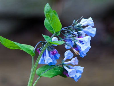 Virginia bluebell, Virginia cowslip, lungwort oysterleaf or Roanoke bells.