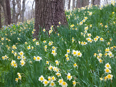 Spring is the best time to visit Aullwood Garden.