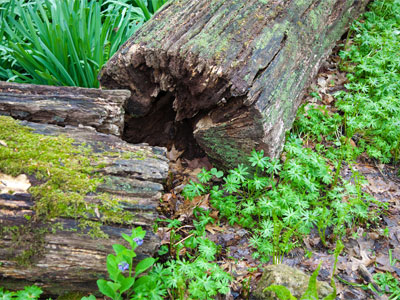 It is easy being green.