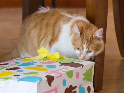 Ralph wants to know where his presents are.