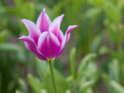 The only one like it in the whole park.