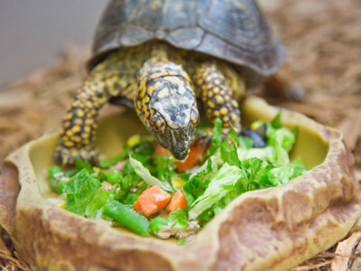 This turtle is trying to eat healthy.
