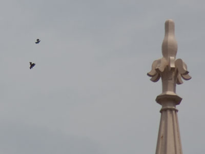 High above the city streets, birds fight to the death.