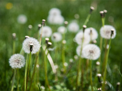 A school was demolished so these could grow here.