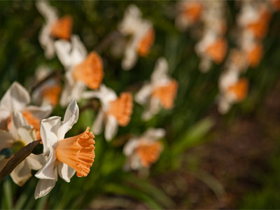 Springtime at Smith Garden.