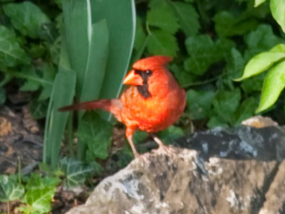If you want to take a photo of a cardinal, do it very quickly.
