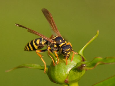 I didn`t have the bug lens today, but this one turned out.