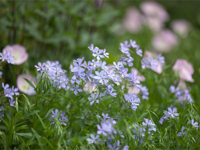 I nearly intruded into a neighbor`s yard to get this shot.