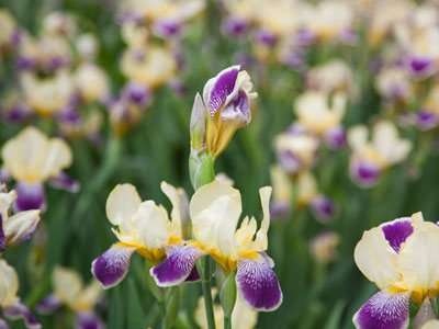 Nature pictures outside a restaurant along a busy street.