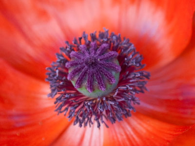 I doubt this plant is native to an alley in the Oregon District.