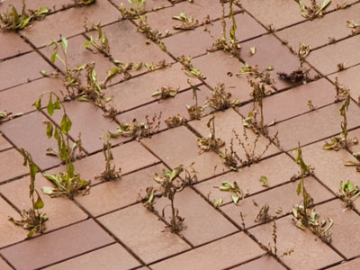 Attention humanity:  Nature will win.  Nature always wins.