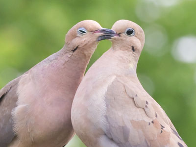 No matter what kind of camera you have, if you lack patience then you`re never going to get a shot like this.