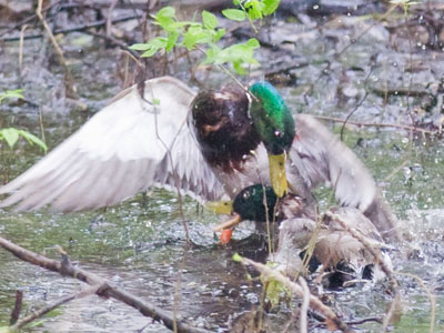 One female, two males, and a brutal battle.