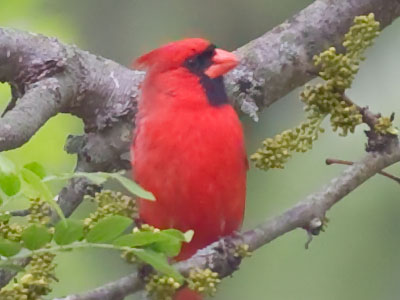 And one more bird on my way to the parking lot.