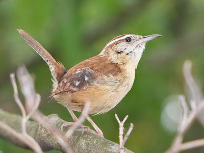 `No birds today,` I told myself as I went outside.