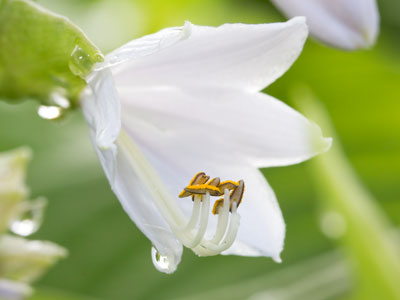 The rain left behind some nice droplets.