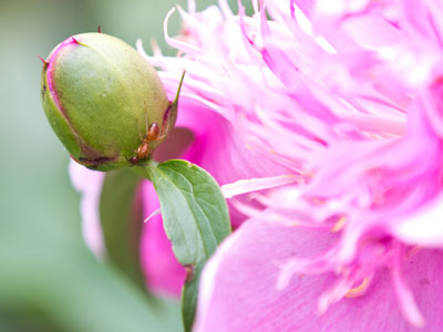 Ants love peonies.