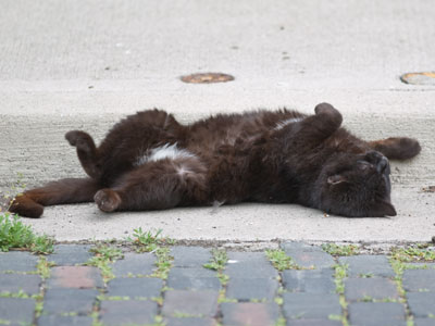 Resting up before a full day of mischief.