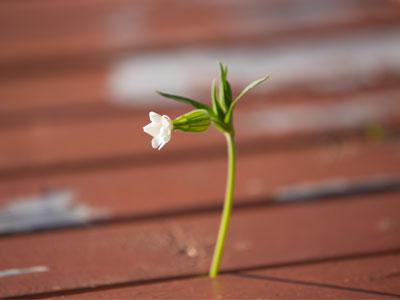 Rise above adversity.