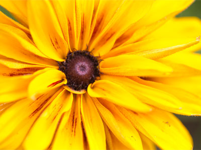Each petal has hundreds of short hairs on the back.