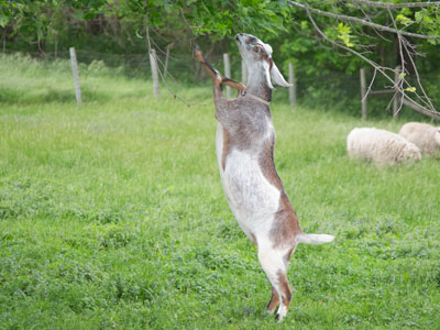 Great moments in evolution:  goat decides to stand upright (see March 14, 2014).