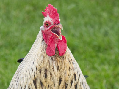 `It`s time -- I say, it`s time fer everbody to WAKE UP!`