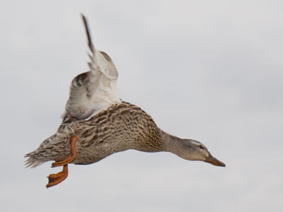 Just flew in from the coast.