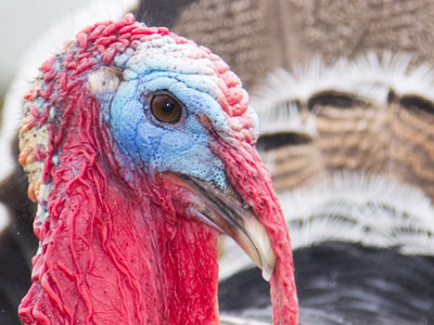 Beauty is in the eye of the beholder, but ugly is unanimous.