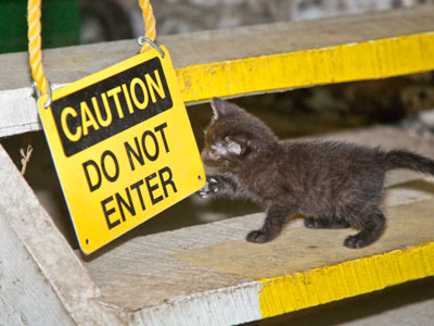 Illiteracy killed the cat.