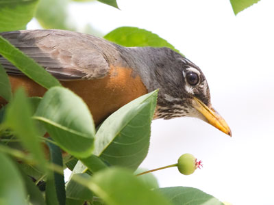 Robins like berries.