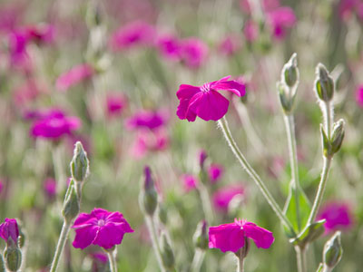 A flower grows in Oakwood.  Lots of them, actually.