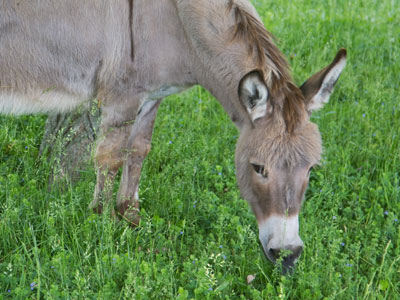 A donkey named Cuervo.