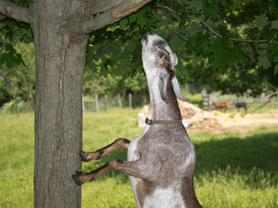 Sorry, I didn`t catch the goat`s name.