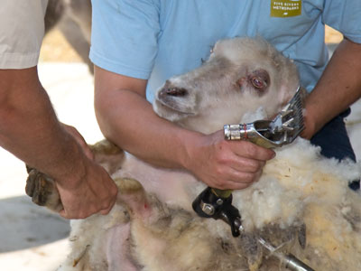 It`s shearing day!