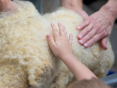 Wool fresh from the sheep.