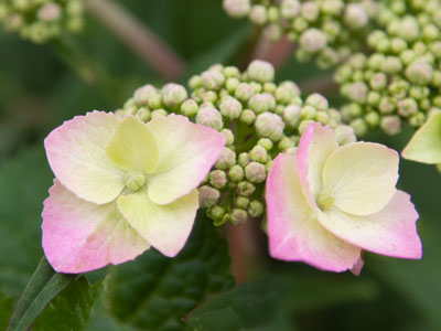 City traffic rushes past while I kneel on the sidewalk.