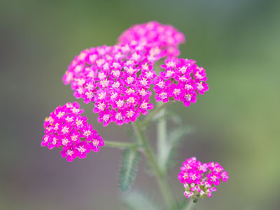 Have you met my friend Flora?