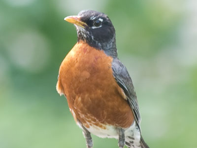 I found this robin bob-bob-bobbin` along in the park.